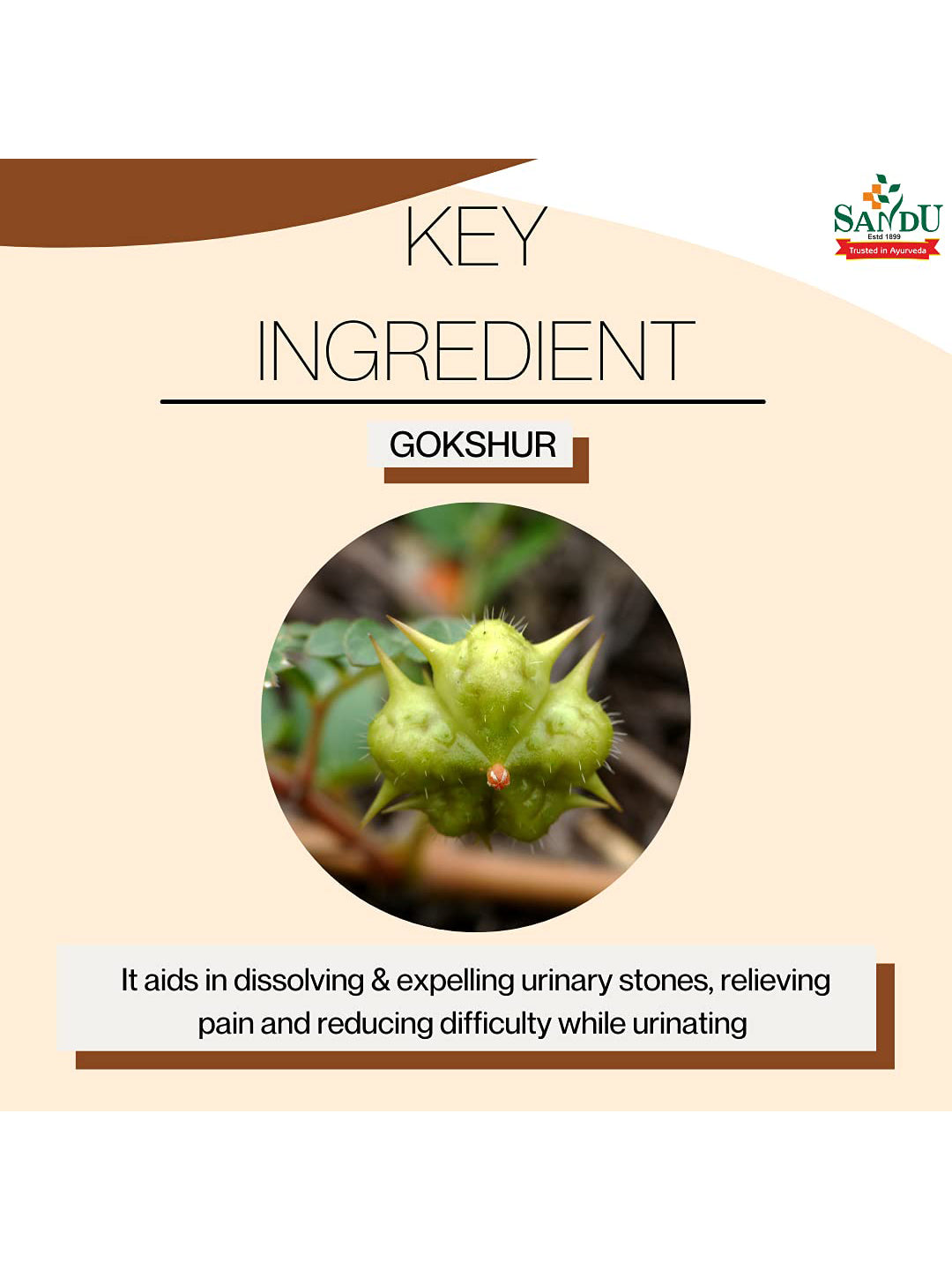 Sandu Gokhru Kadha Liquid 200 ml